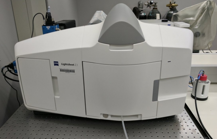 Zeiss Lightsheet microscope