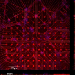 Confocal image of neurons on array