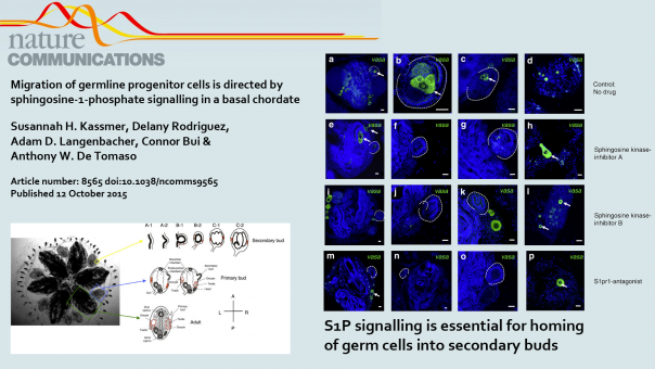 Migration of germline progenitor cells is directed by sphingosine-1-phosphate signalling in a basal chordate