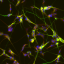 Neuroblastoma cells differentiated into neurons. Green axons, red dendrites, and blue nuclei.